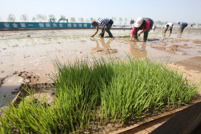 China colhe com sucesso arroz de gua salgada que poderia alimentar at 80 milhes de pessoas