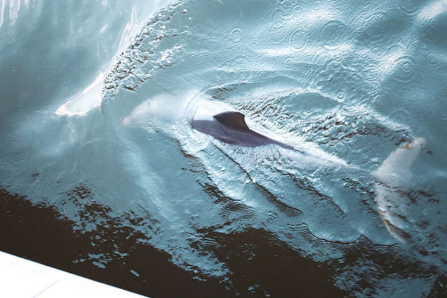 Jovem arrisca a vida para retirar a rede de uma baleia