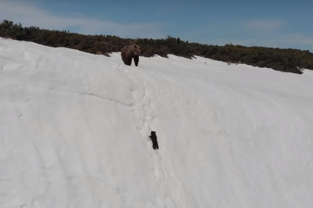 A histria de tirar o flego do ursinho escalando uma parede de gelo  em realidade um pesadelo causado pelo drone