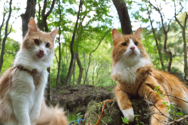 Cozinheiro japons talentoso leva seus amados gatos para passear no parque