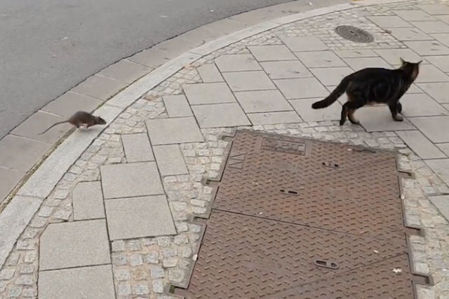 Rato persegue gato que estava perseguindo o rato