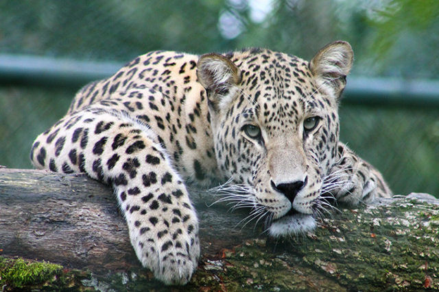 Acho que vi um gatinho!: Passageiro pega um txi com um leopardo em seus braos