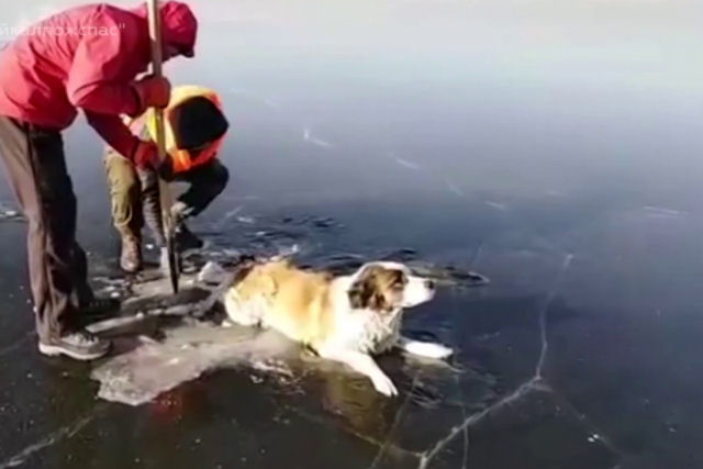 Resgatam um co que ficou preso no gelo de um lago na Rssia