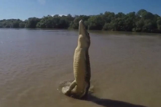 Crocodilo mostra que pode saltar verticalmente para fora da gua em segundos