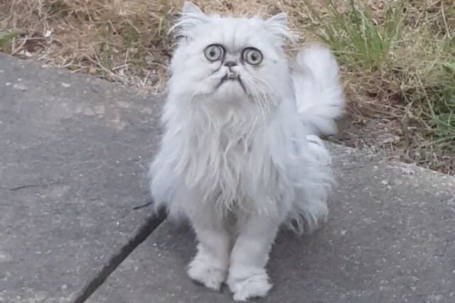 O gato viral de expresso surrealista no s  real,  uma celebridade do Instagram