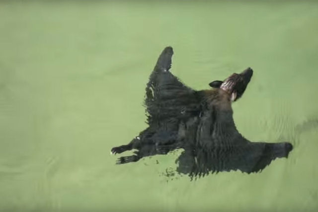 Este vdeo de um morcego nadando  a informao intil mais curiosa do dia