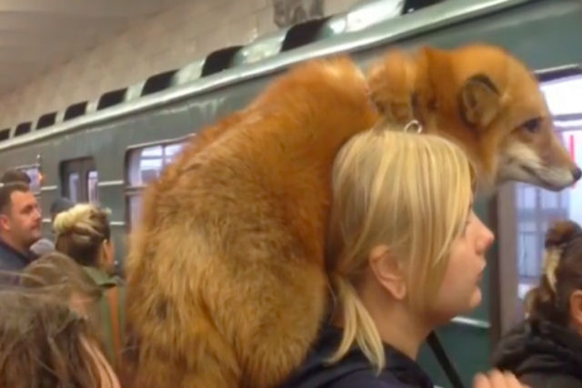 Apenas uma garota russa com uma raposa nos ombros esperando o metr em Moscou