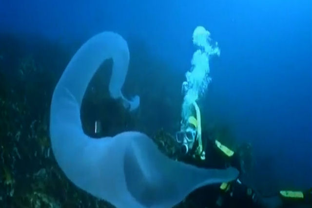 O que  em realidade esta estranha e gigantesca criatura marinha de 9 metros apelidada de unicrnio do mar