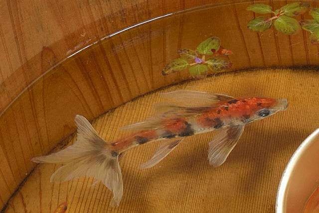 Os peixinhos dourados abstratos pintados em acrílico entre camadas de resina de um artista japonês