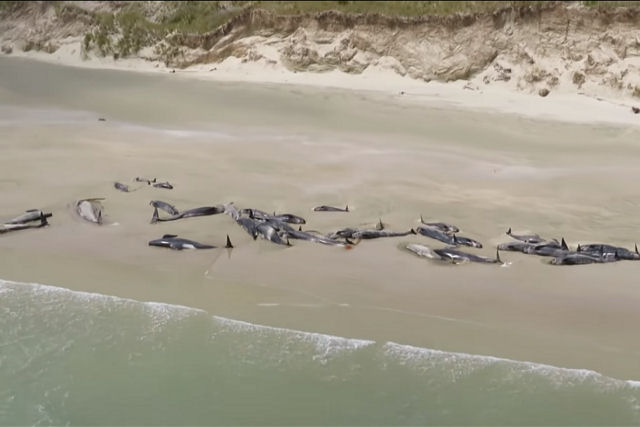 Mais de 140 baleias morrem na costa da Nova Zelndia