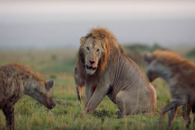 Porque sempre torcemos para as presas:  Leo sobrevive ao ataque de uma alcateia com mais de 20 hienas
