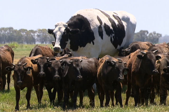 Sim, este boi gigante  real, e seu trabalho  pastorear outras vacas em uma fazenda australiana