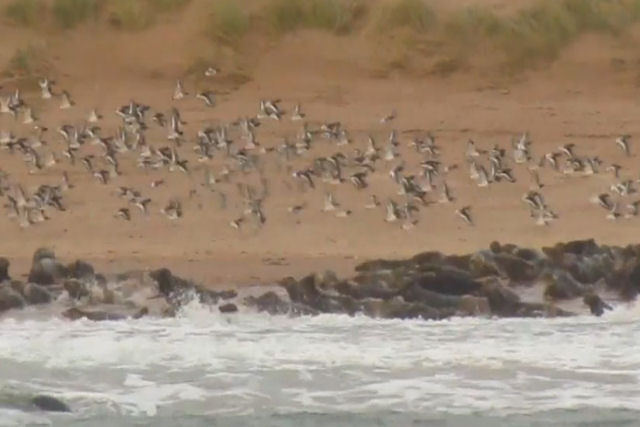 Centenas de focas fogem da presena de humanos tirando fotos