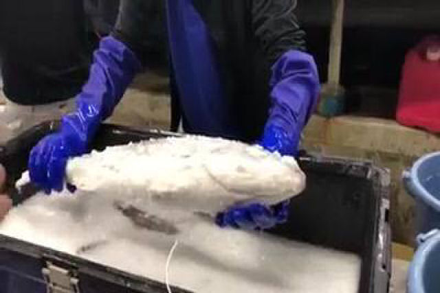 Este vdeo mostra um peixe congelado ressuscitando em gua morna