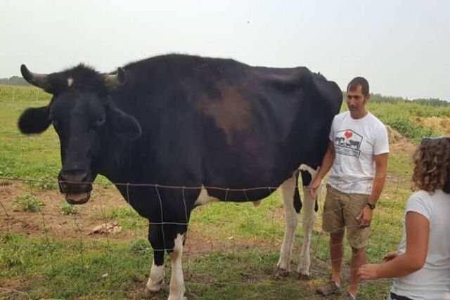 Guerra dos bois: o colossal bovino australiano de quase dois metros agora tem um rival no Canad