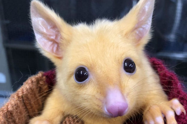 Este cusu-comum australiano tem uma rara mutao gentica que lhe valeu o nome de Pikachu