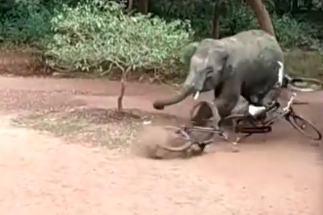 Elefante selvagem enfurecido ataca um vilarejo na ndia