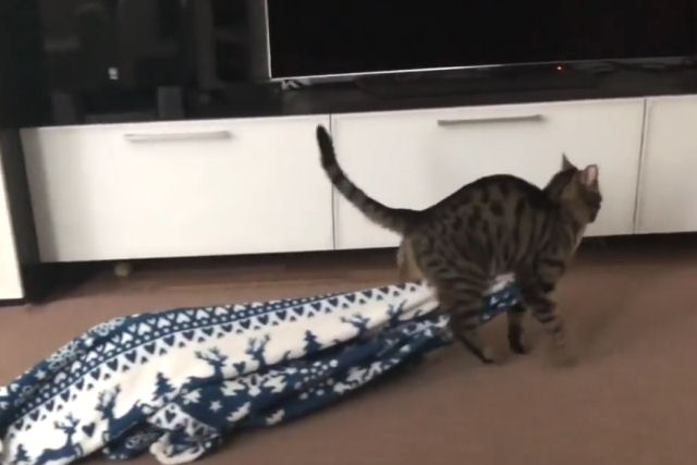 Um gato ladro de cobertor, j viu?