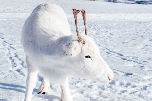 Um conto de fadas feito realidade: noruegus fotografa rara rena branca na neve