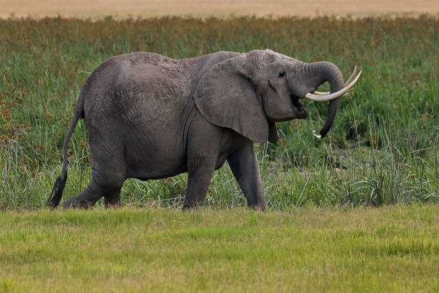 Elefante enfrenta trs filhotes de hipoptamo pelo territrio