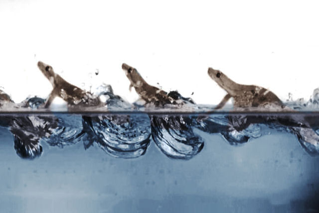 Os gecos são capazes de correr sobre a água, e agora sabemos como