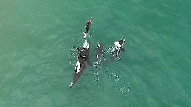 Drone registra uma nadadora solitria entre um grupo de orcas