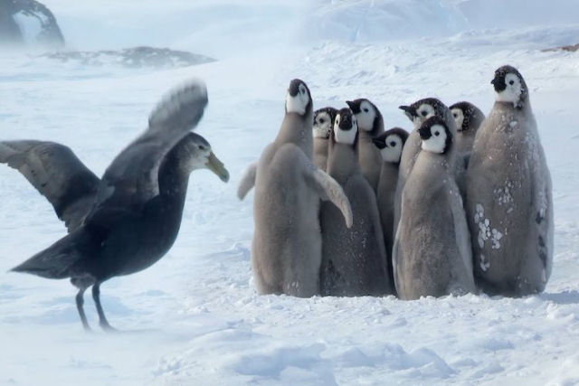 Filhotes de pinguim-imperador criam crculo defensivo contra uma ave predatria