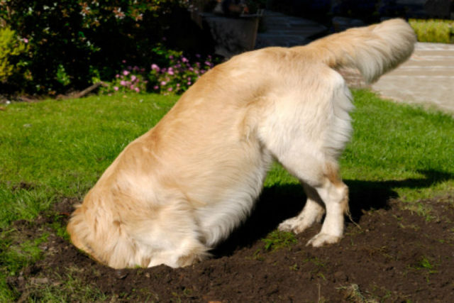 Por que seu co escava compulsivamente o quintal? (e como fazer para que pare)