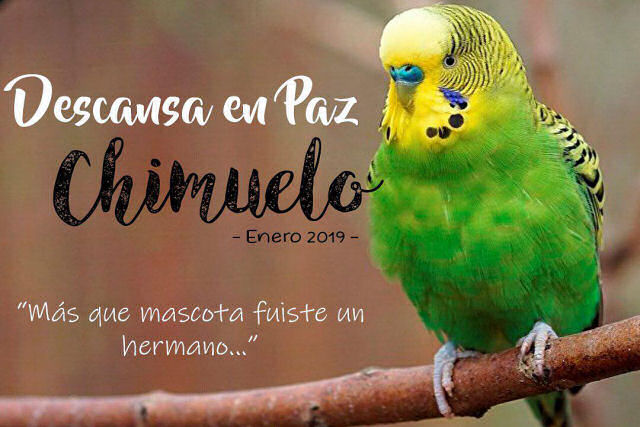 Est com um pouco de baba, mas em paz: o enterro de um periquito que comoveu o Chile