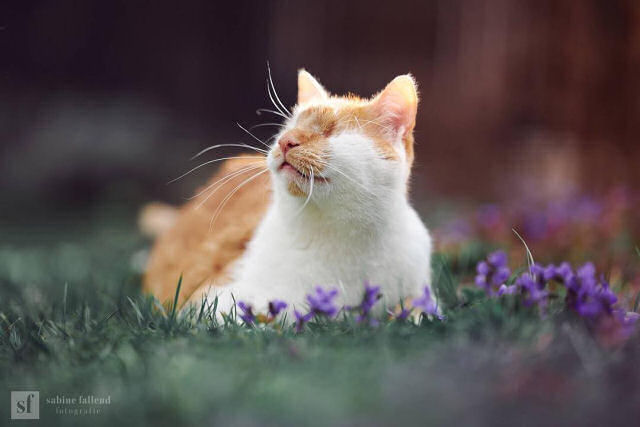 Este belo gatinho amarelo e branco vive muito feliz, apesar de no ter ambos os olhos