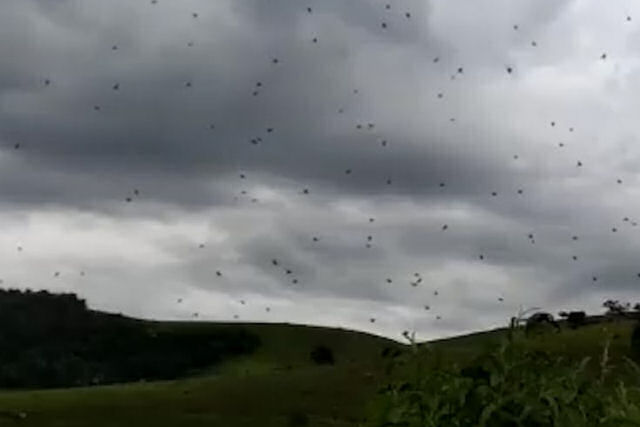 Que  em realidade o fenmeno da chuva de aranhas que ocorreu em Minas?