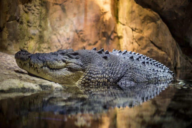Crocodilo saltou mais de dois metros para devorar cientista que o alimentava