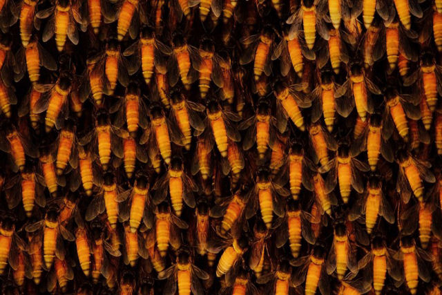 Os psicodlicos movimentos de um ninho de abelhas gigantes