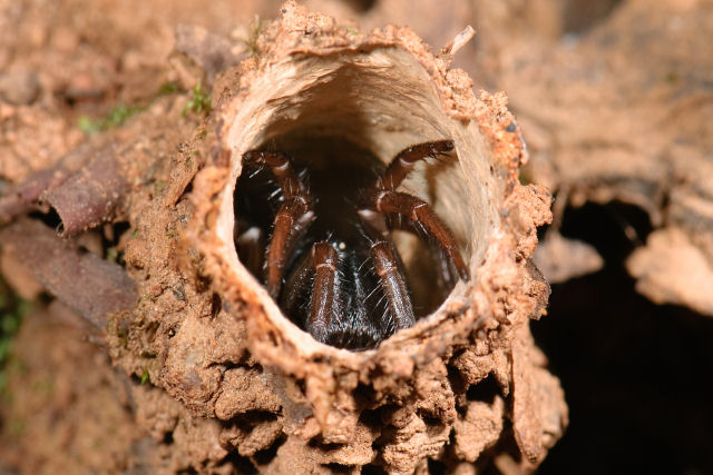Esta aranha  capaz de construir torres para esconder-se e atacar suas presas com grande velocidade
