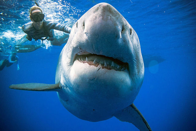 Deep Blue, o grande tubaro branco gentil reaparece no Hava