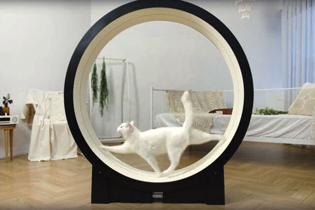 Empresa coreana cria uma esteira inteligente para gatos