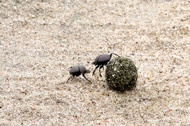 A briga encarniada de dois besouros por causa de uma bola de caca