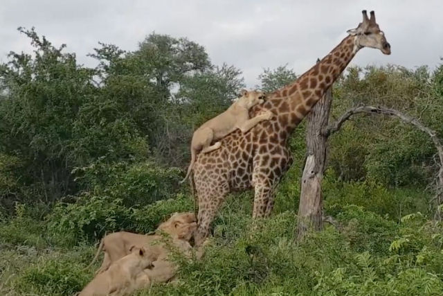Leo se agarra ao lombo de uma girafa ferida durante uma perseguio de quatro horas