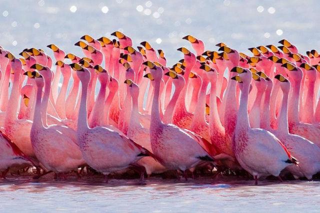 A dana de acasalamento altamente sincronizada do flamingo