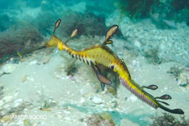 Impressionantes imagens de um drago-marinho masculino carregando os ovos em sua cauda