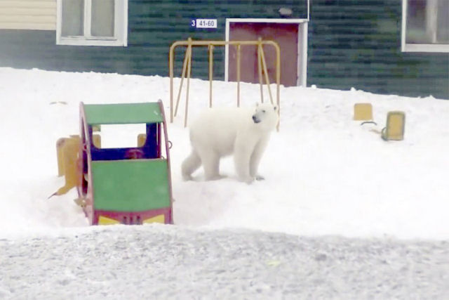 Declaram estado de emergncia em uma cidade russa invadida por mais de 50 ursos polares