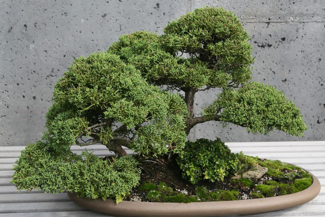 Casal japons publica instrues para ladres que roubaram seus bonsais de 400 anos