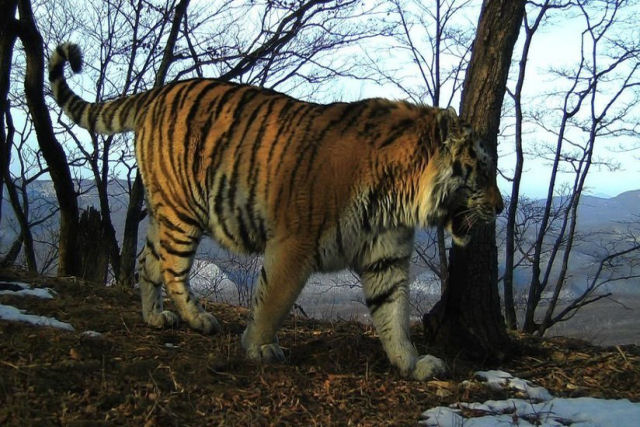 Russo grava um tigre nativo cruzando uma rodovia no leste da Rssia
