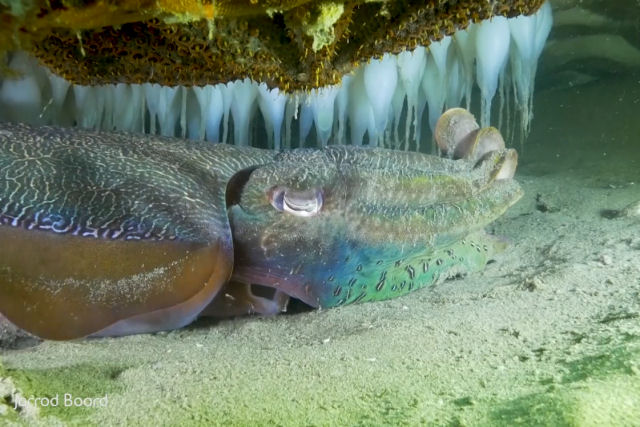 Impressionante vdeo em alto mar de um molusco iridescente protegendo seus ovos sob uma rocha