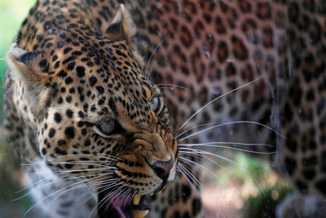 Caador caado: o engano de um leopardo ao entrar em territrio inimigo