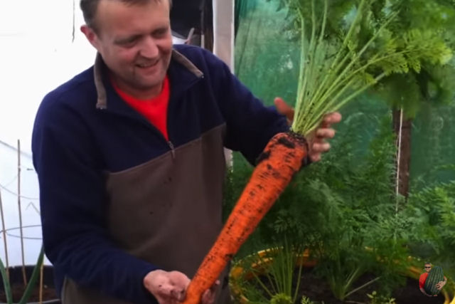 Como  grande! Homem mostra como cultivar cenouras gigantes