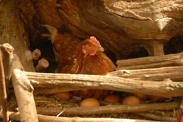 Um tipo diferente de criao de galinhas: agricultor italiano cria milhares de galinhas na floresta