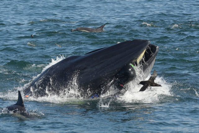 Fotgrafo sobrevive aps ser meio engolido por uma baleia quando nadava em um cardume de sardinhas