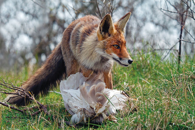 Cansadas do abuso, galinhas matam uma raposa que entrou no galinheiro