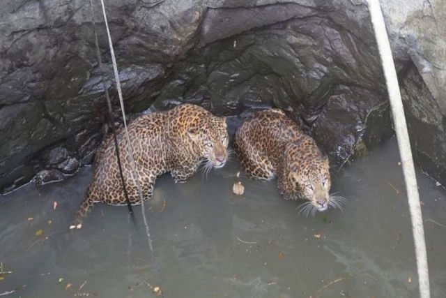 O resgate dramtico de dois leopardos que caram em um poo quando lutavam por seu territrio